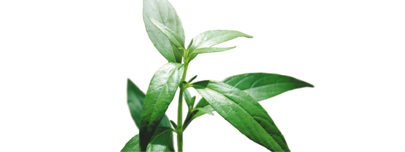 240314 WEBSITE SOURSOP-08